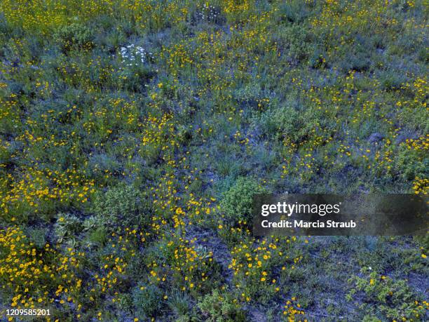 aerial view of wild prairie flowers in the field - wildpflanze stock-fotos und bilder