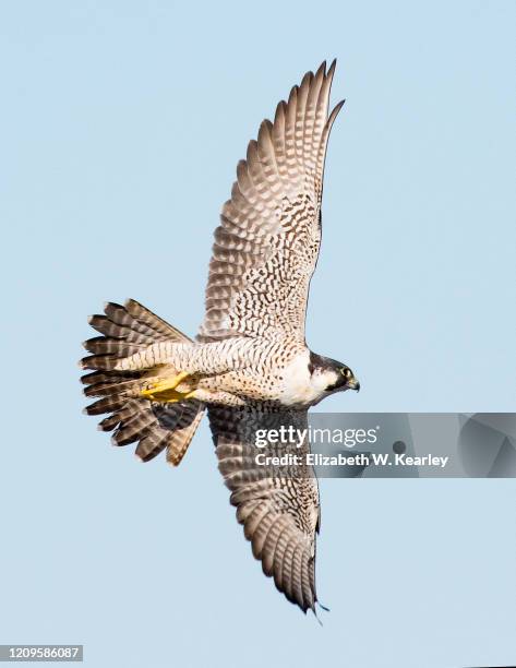 peregrine falcon in flight - peregrine falcon foto e immagini stock