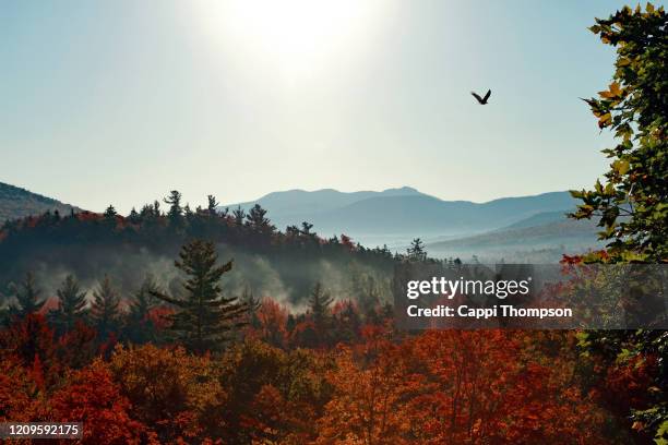 american bald eagle flying through the white mountains - águia serrana imagens e fotografias de stock