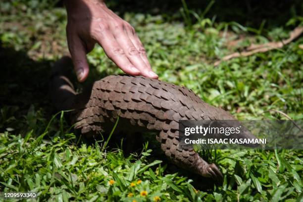 White-bellied pangolin which was rescued from local animal traffickers is seen at the Uganda Wildlife Authority office in Kampala, Uganda, on April...