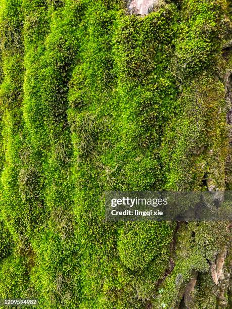 bark with green moss - musgo - fotografias e filmes do acervo