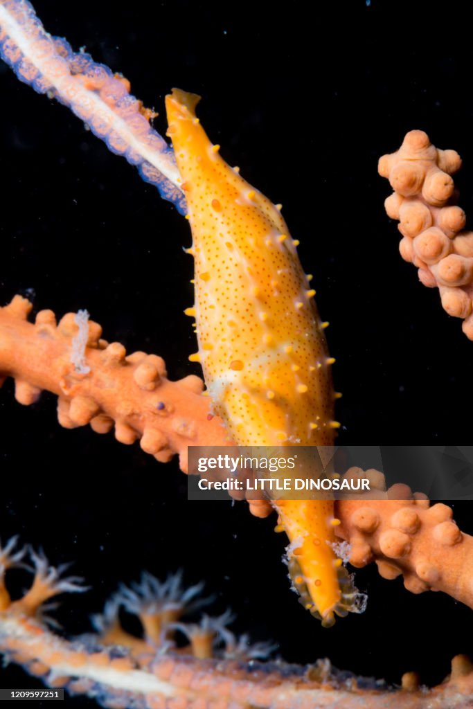 Spindle Cowry (Phenacovolva sp.) laying eggs on blanch of a gorgonian. Owase, Mie, Japan