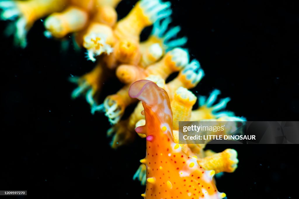 Close-up of Spindle Cowry (Phenacovolva sp.) Owase, Mie, Japan