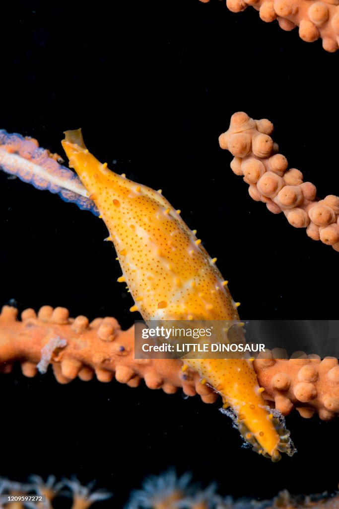 Spindle Cowry (Phenacovolva sp.) laying eggs on blanch of a gorgonian. Owase, Mie, Japan