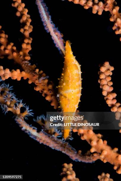 spindle cowry (phenacovolva sp.) laying eggs on blanch of a gorgonian. owase, mie, japan - owase mie stock pictures, royalty-free photos & images