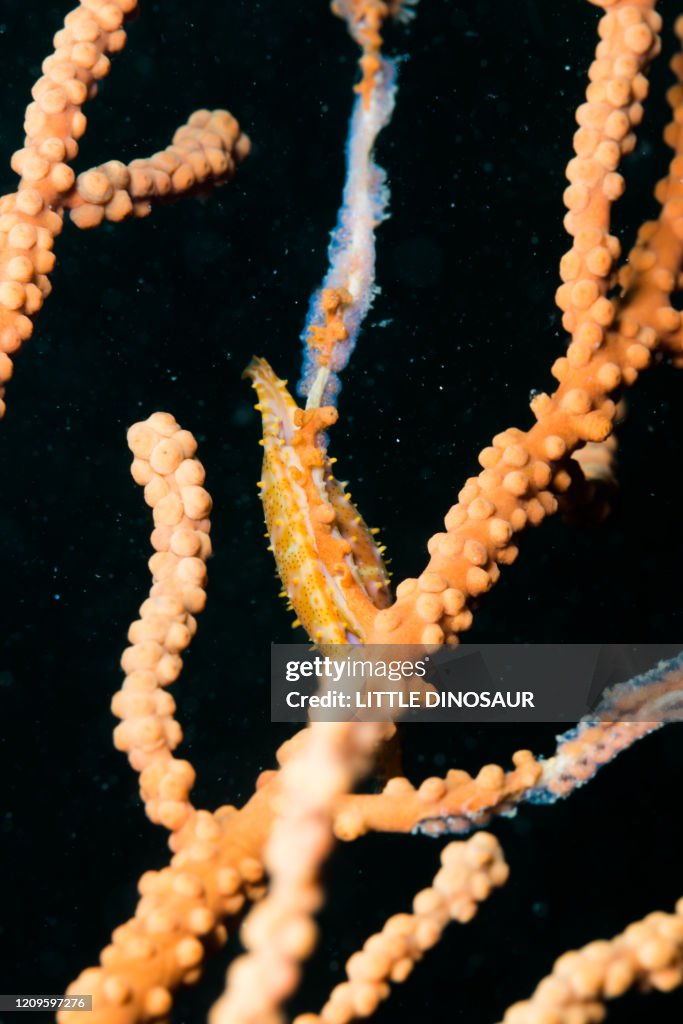 Spindle Cowry (Phenacovolva sp.) laying eggs on blanch of a gorgonian. Owase, Mie, Japan