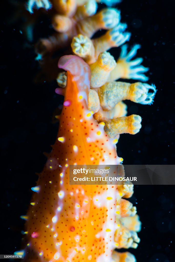 Close-up of Spindle Cowry (Phenacovolva sp.) Owase, Mie, Japan