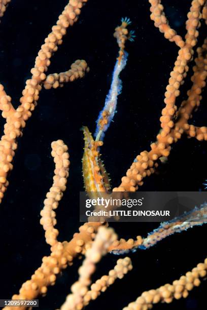 spindle cowry (phenacovolva sp.) laying eggs on blanch of a gorgonian. owase, mie, japan - gorgonia sp stock pictures, royalty-free photos & images
