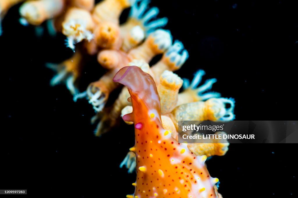 Close-up of Spindle Cowry (Phenacovolva sp.) Owase, Mie, Japan