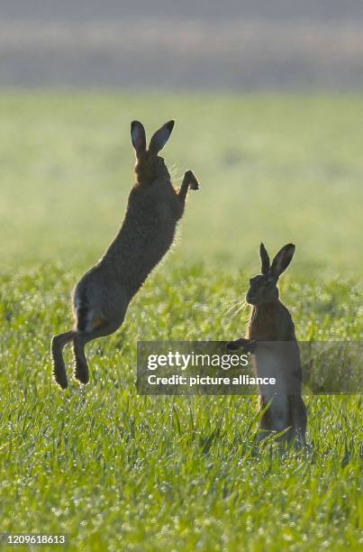 Hare Rabbit Fight 96 Hares Fighting Stock Photos, High-Res Pictures, and Images - Getty ...