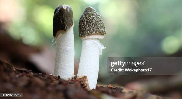 stinkhorn mushroom - phallus shaped stock pictures, royalty-free photos & images