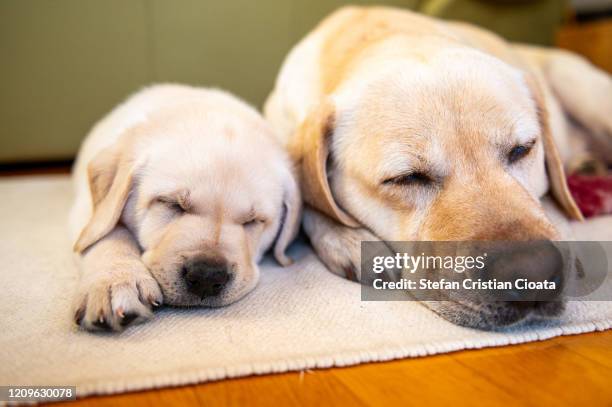 little labrador puppy with his mother - yellow lab puppies stock pictures, royalty-free photos & images