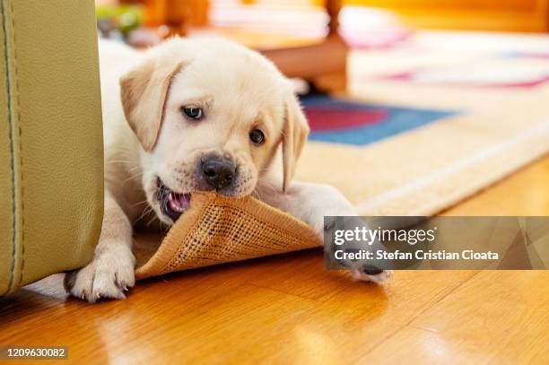 cute puppy chewing the carpet - morder imagens e fotografias de stock