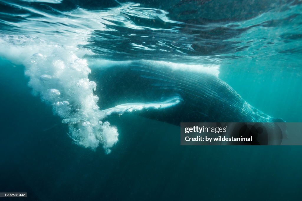 Humpback whale playing on the surface, east coast of South Africa. Image was taken during the northerly annual migration of these whales to the warmer waters of Mozambique.