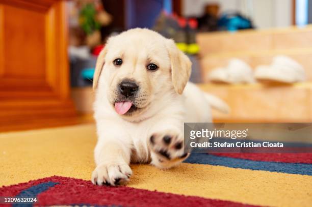 labrador puppy ready for play - labrador retriever stock pictures, royalty-free photos & images