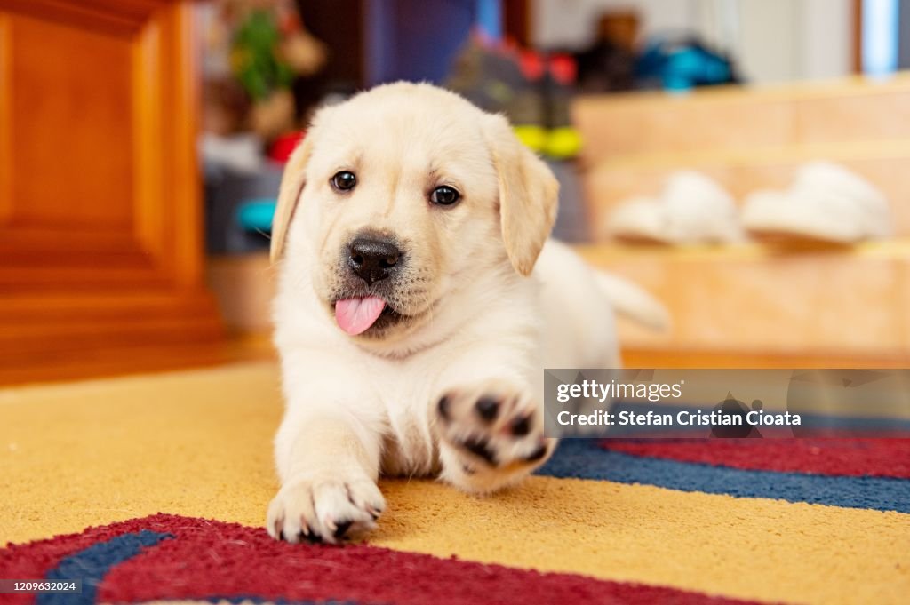 Labrador puppy ready for play