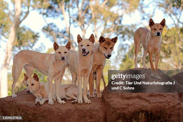 dingo, (canis familiaris dingo), pack of adults on rock alert, phillip island, gippsland, victoria, australia - dingo imagens e fotografias de stock