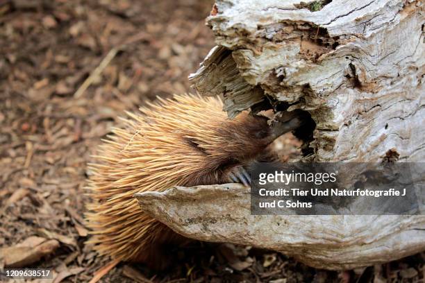 short-beaked echidna, (tachyglossus aculeatus), adult searching for food, parndana, kangaroo island, south australia, australia - tachyglossidae stock pictures, royalty-free photos & images