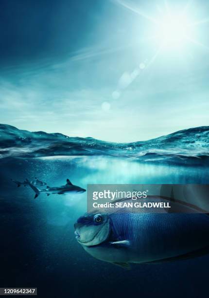 sharks hunting - deep ocean predator stock pictures, royalty-free photos & images