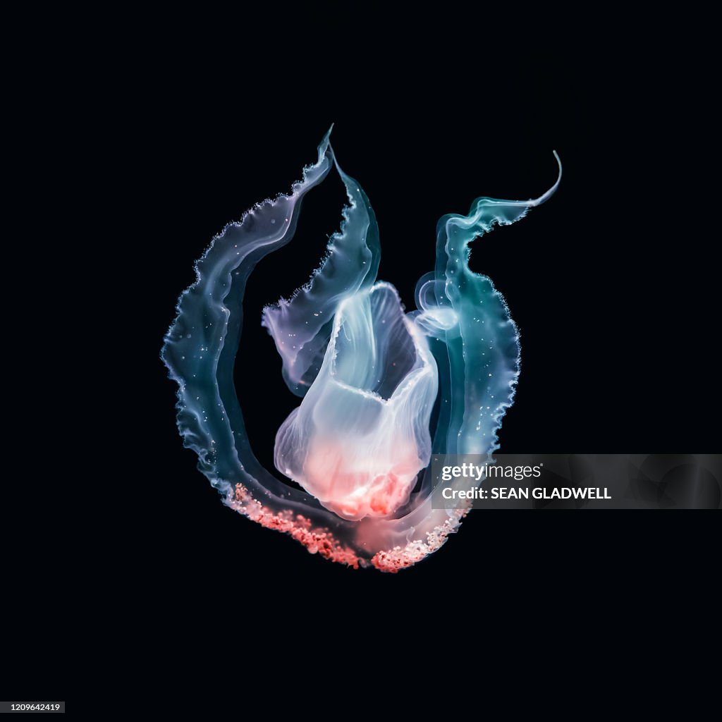 Underwater jellyfish