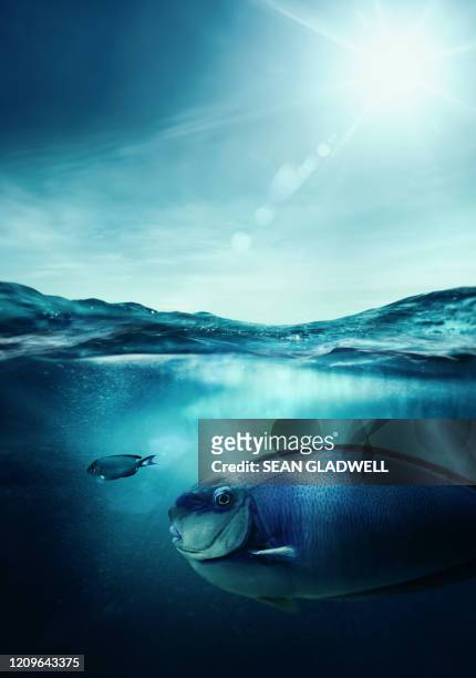 big fish little fish - underwater composite image stock pictures, royalty-free photos & images