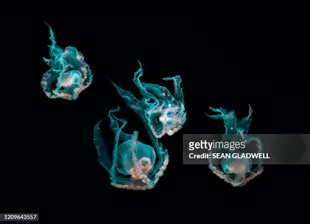 ocean jellyfish - invertebrate stock pictures, royalty-free photos & images