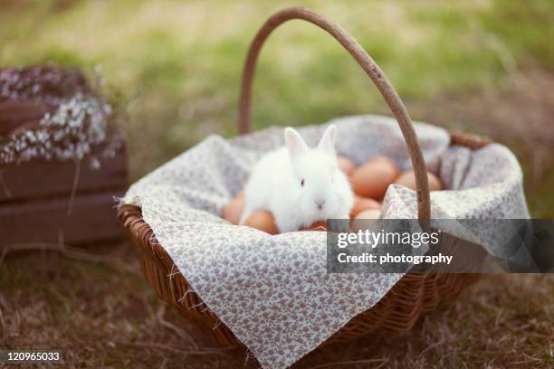 bunny in easter basket - lots of rabbits stock pictures, royalty-free photos & images