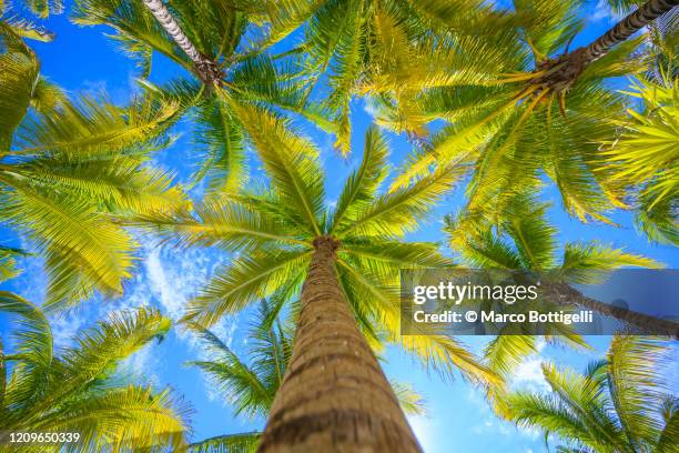 direcly below view of coronut palm trees, mexico - playa del carmen photos et images de collection