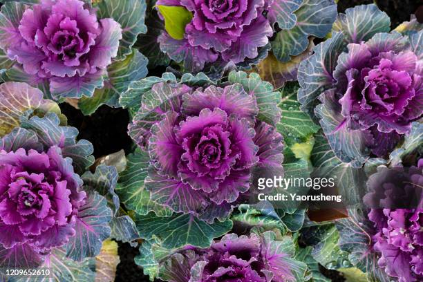 purple and white ornamental cabbage - cabbage family fotografías e imágenes de stock
