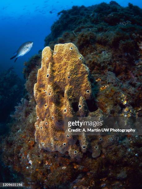 sea sponge (ircinia fasciculata) underwater picture took in the south of spain. mediterranean sea. - fasciculata stock pictures, royalty-free photos & images
