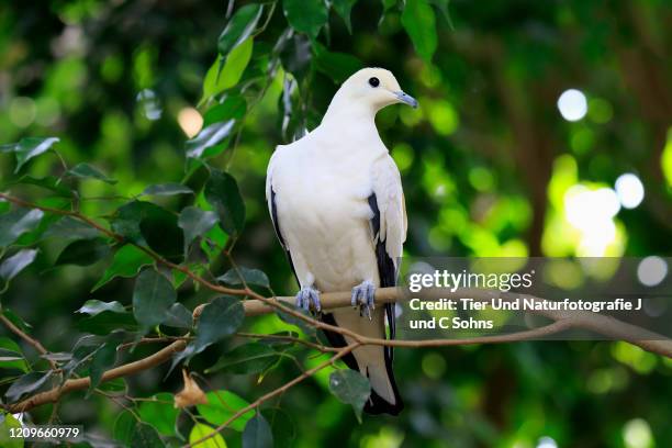 torres strait imperial-pigeon, (ducula bicolor), adult on tree, australia - pigeon ducula stock pictures, royalty-free photos & images