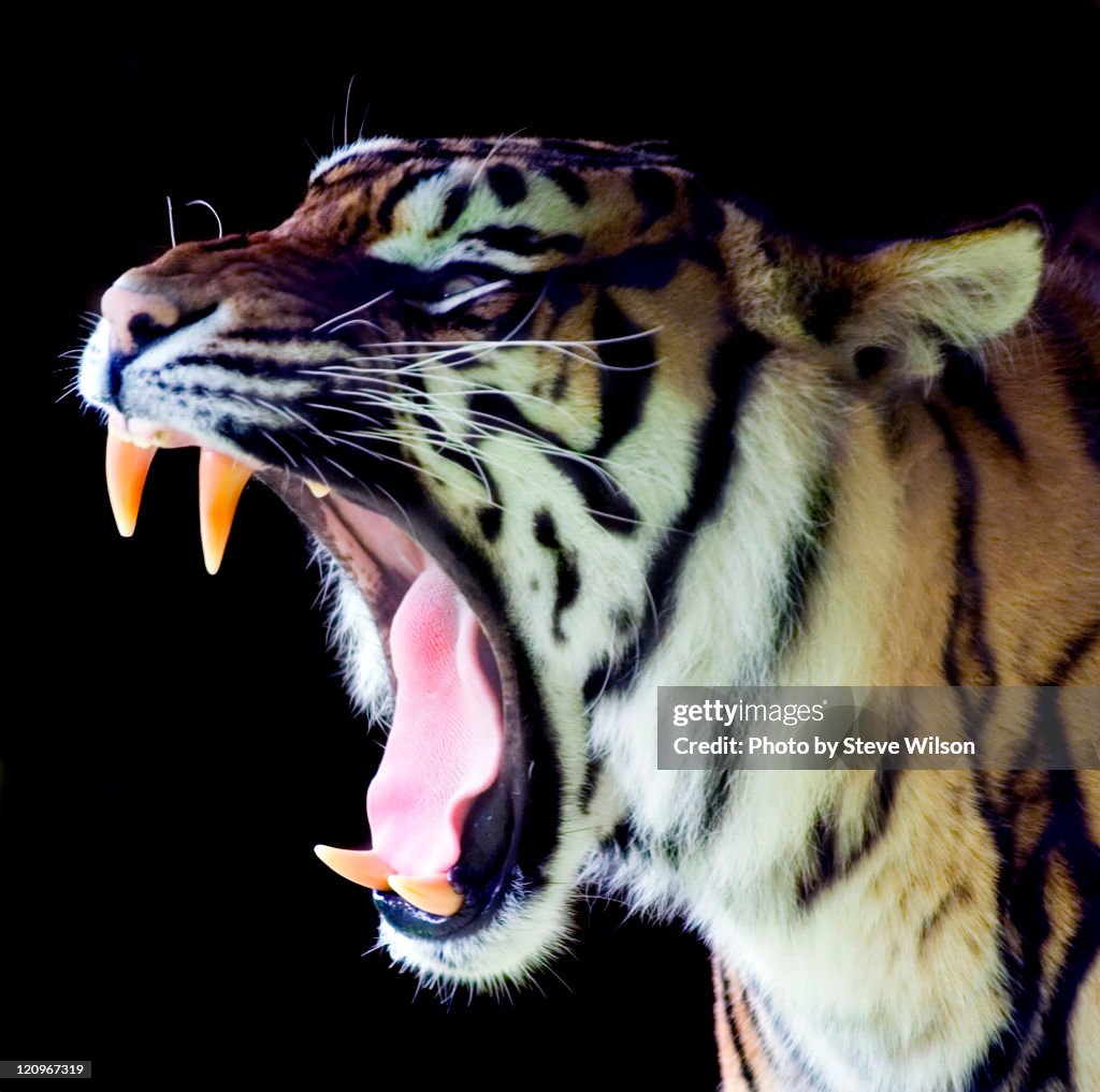 Sumatran Tiger roaring at Welsh Mountain Zoo