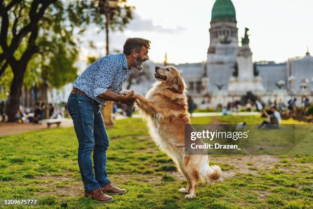 mature man with golden retriever dog walking in the park in sunset - mature adult walking dog stock pictures, royalty-free photos & images