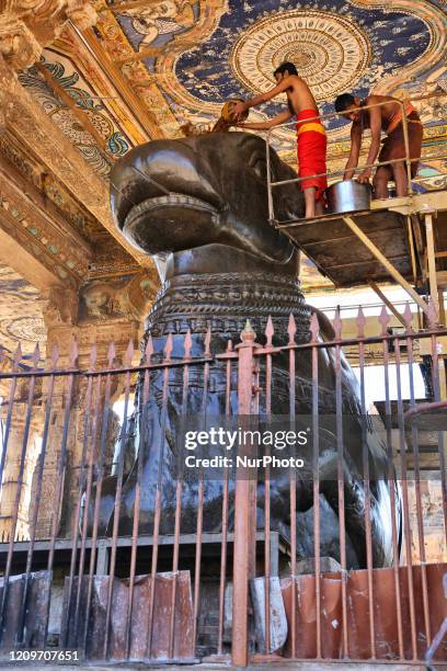 Tamil Hindu priests perform special prays as they bathe a large stone idol of the bull Nandi at the Brihadeeswarar Temple is a Hindu temple dedicated...