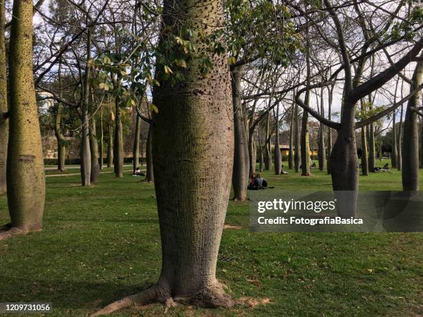 silk floss trees in the turia garden in valencia, spain - ceiba speciosa stock pictures, royalty-free photos & images