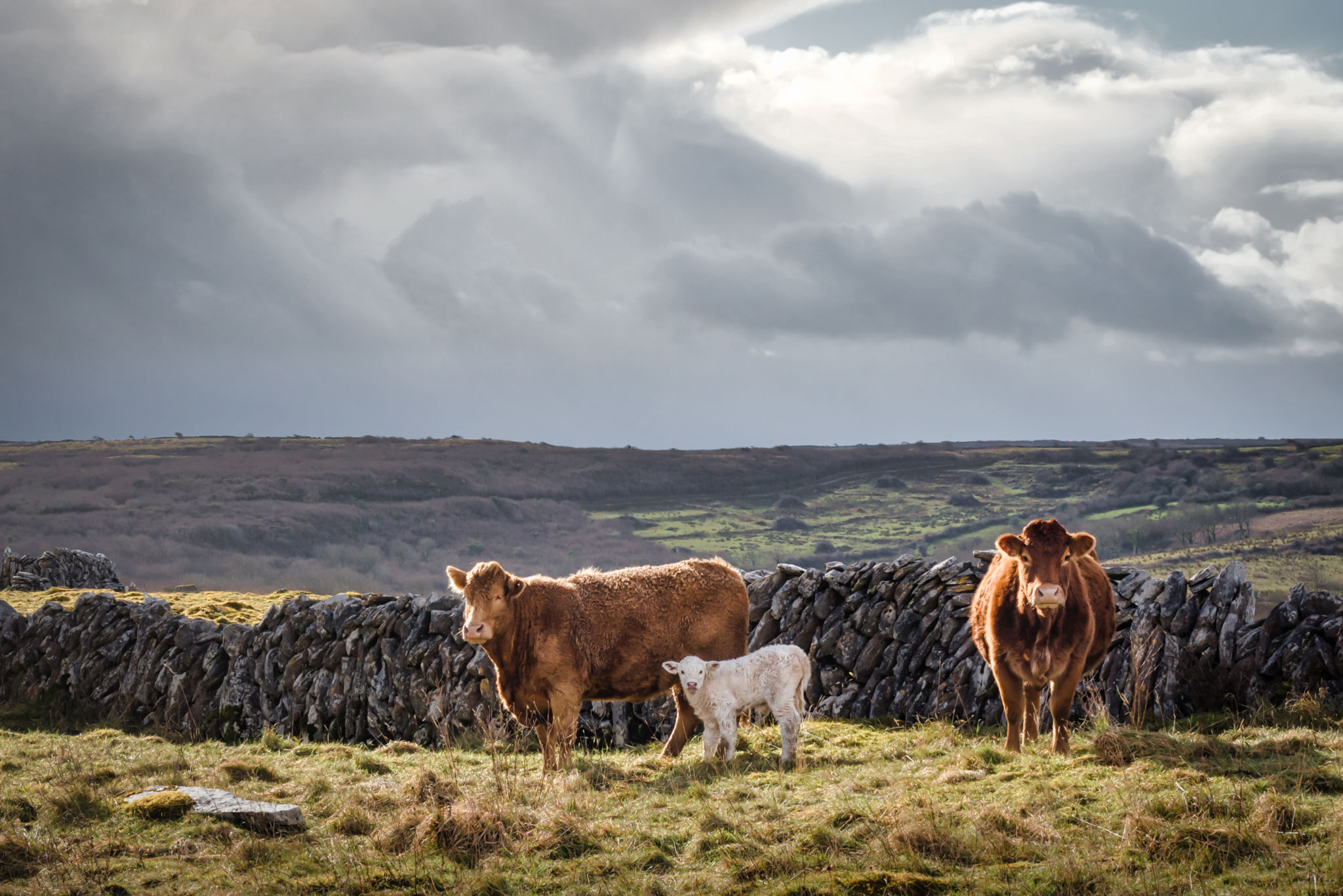 Irish Cows and a Calf Irish Cows and a Calf