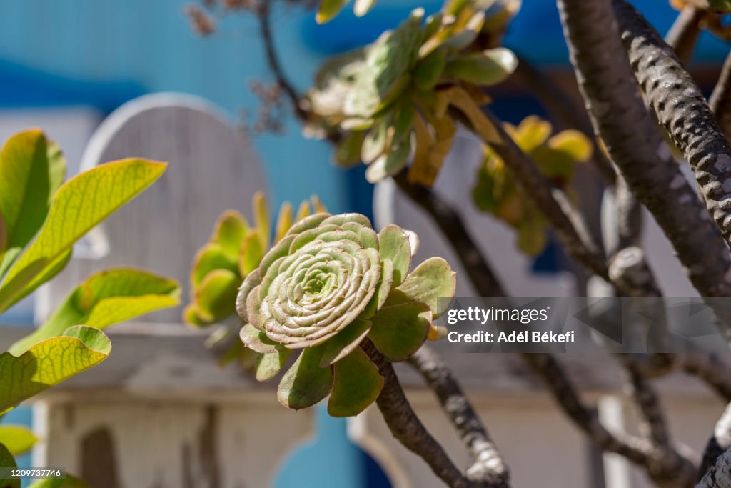 Sempervivum