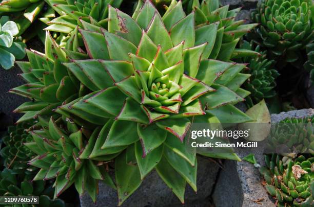 lipstick echeveria, also commonly known as molded wax agave, (echeveria agavoides) growing in cinder block planters - echeveria stock pictures, royalty-free photos & images