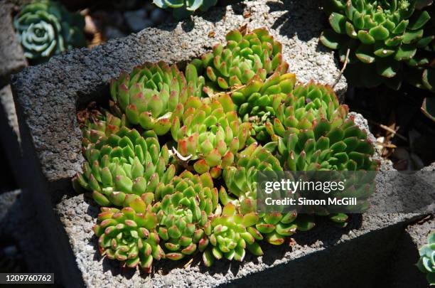 lipstick echeveria, also commonly known as molded wax agave, (echeveria agavoides) growing in cinder block planters - echeveria stock pictures, royalty-free photos & images