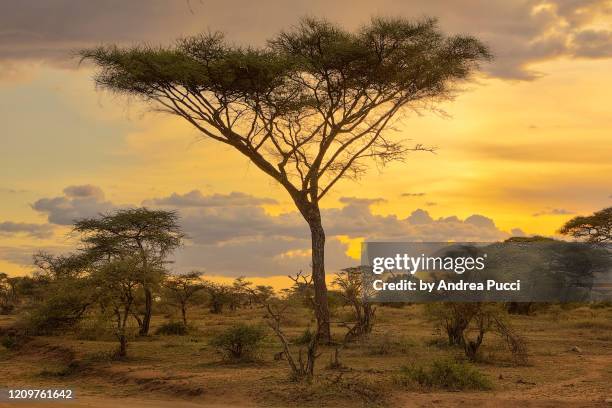 serengeti national park, tanzania - west africa stock pictures, royalty-free photos & images