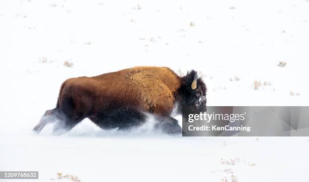 buffalo charging durch tiefschnee - wisent stock-fotos und bilder