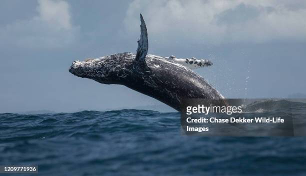 humpback whale breaching - aleta de cola aleta fotografías e imágenes de stock