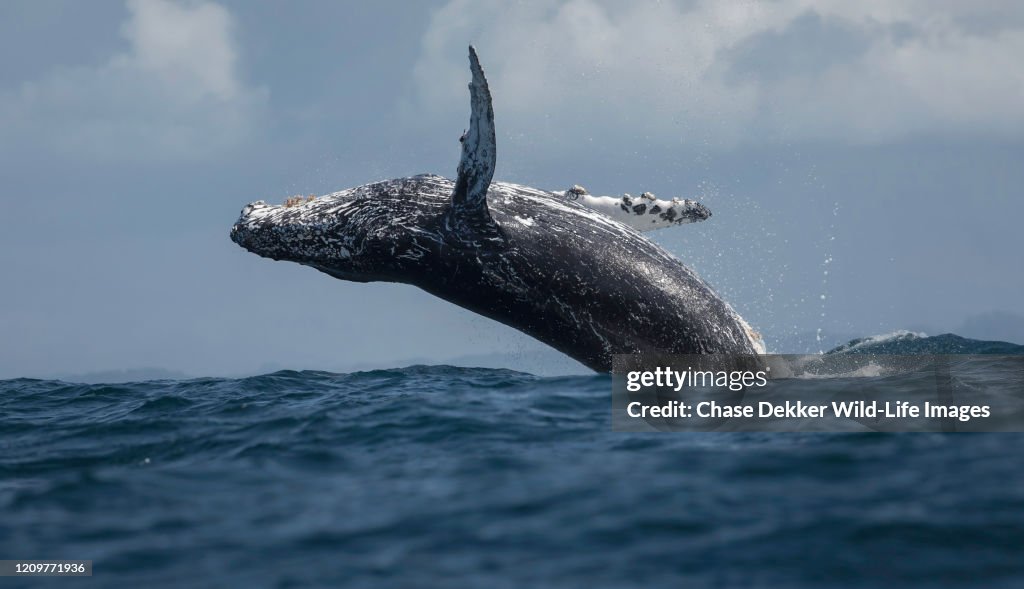 Humpback Whale Breaching
