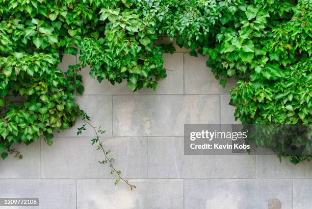 close-up of common ivy (hedera helix) on a wall in berlin, germany. - hanging in garden photos et images de collection