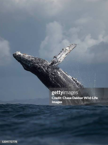 humpback whale breaching - humpback whale tail stock pictures, royalty-free photos & images