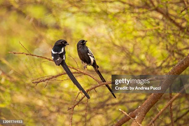 magpie shrike, tarangire national park, tanzania - magpie shrike stock pictures, royalty-free photos & images