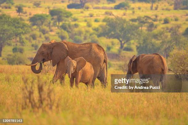african elephant, tarangire national park, tanzania - tarangire national park stockfoto's en -beelden