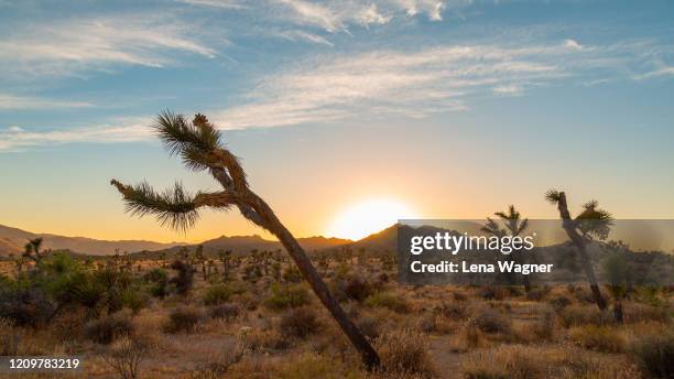 joshua tree national park glow after sunset - mojave yucca stock pictures, royalty-free photos & images