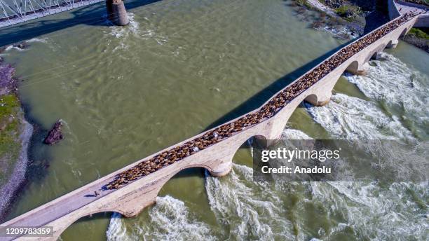 Shepherd leading a flock of sheep crosses ancient Palu Bridge over the Murat River, a major source of the Euphrates River, as the nomads make their...