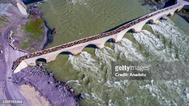 Shepherd leading a flock of sheep crosses ancient Palu Bridge over the Murat River, a major source of the Euphrates River, as the nomads make their...
